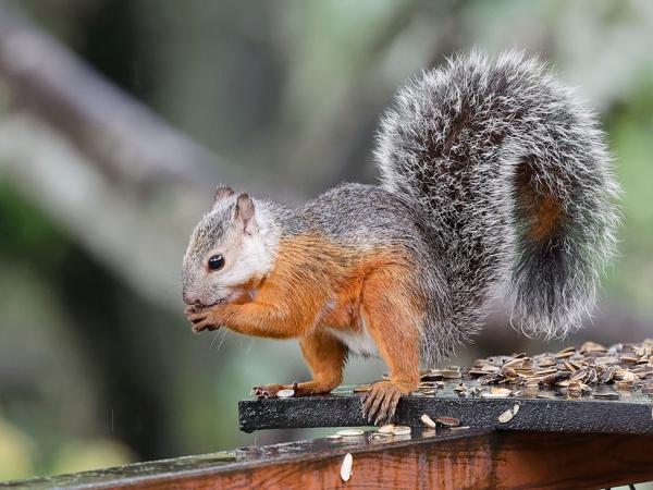 <h3><a href="/trips/costa-rica/biota/animalia/chordata/mammalia/rodentia/sciuridae/sciurus variegatoides/sciurus variegatoides-nl.html">Sciurus&nbsp;variegatoides</a> / Variegated&nbsp;squirrel / Roodstaartboomeekhoorn</h3>OM-1 Mark II met OLYMPUS M.150-400mm F4.5, 1/200 sec  bij F4.5, ISO 8000, afstand 8.06&nbsp;m